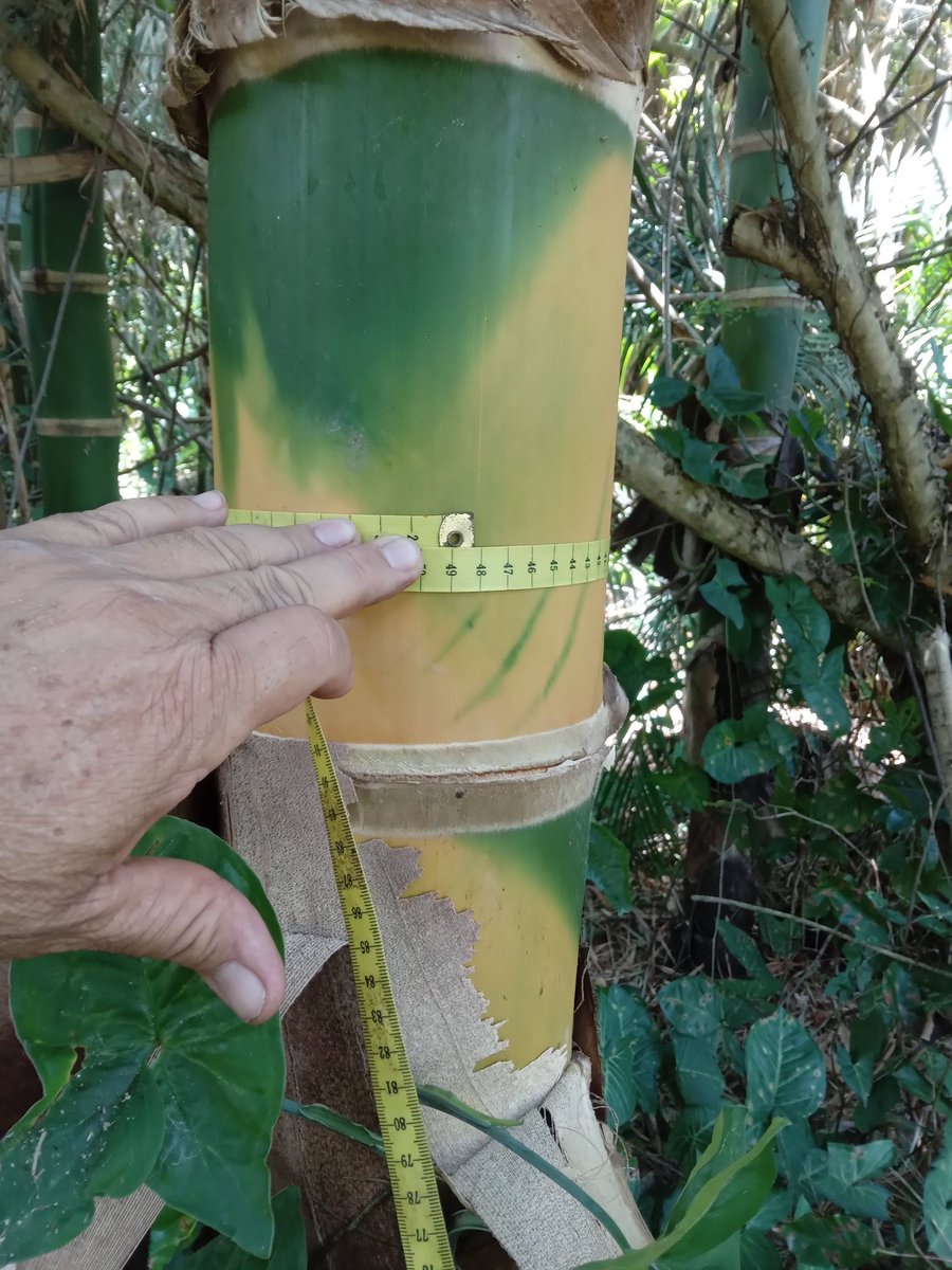 Jdm749610's tweet photo. @BambuVzla Guadua angustifolia  en Río Claro  Lara https://t.co/X4Lf3zNaSf
