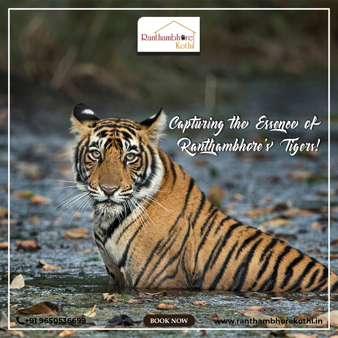 #RanthambhoreKothi #WildlifeEncounters #NatureSafari #AnimalMagic #ExploreOutdoors #WildlifePhotography #AdventureAwaits #NatureLovers #WildernessEscape #SafariAdventures #SereneRetreat