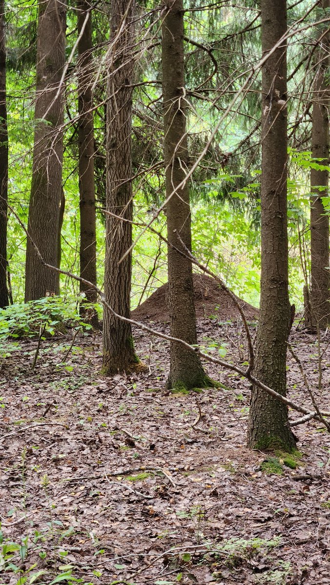 It was a nice walk in the forest. Have a nice Monday🌳💚
#forestlife #NatureBeauty #forest