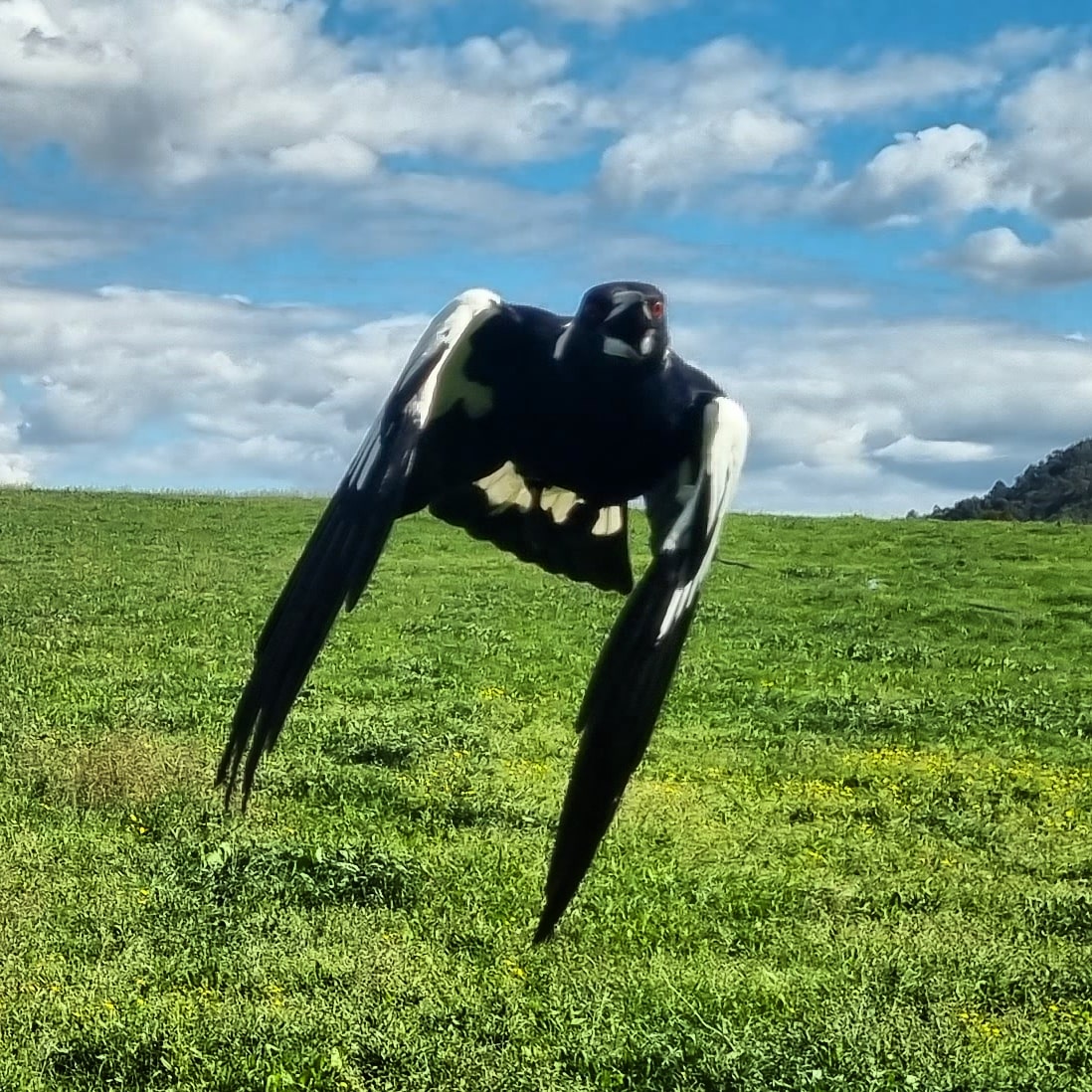 David Williams tweet media