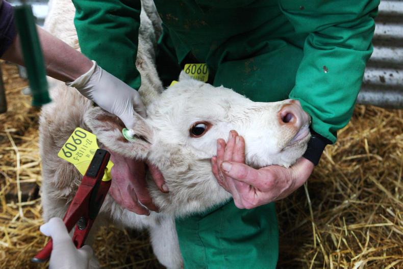 HerdPlus's tweet photo. Just over 2 weeks left to apply for the National Genotyping Programme. All SCEP herds wanting to tag calves at birth for SCEP should apply. Call the office on 023-8820452 with any questions. #nationalgenotypingprogramme https://t.co/WH9poK0VLQ