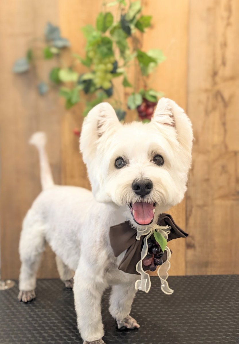 トリミングして、写真を撮っていただきました📸
トップは元気です🐶