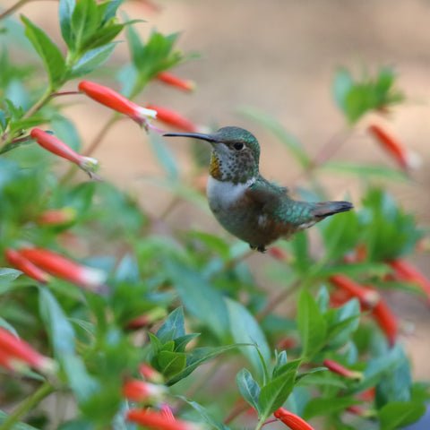 Hummingbir54471's tweet photo. https://t.co/dlffJ4A2aU