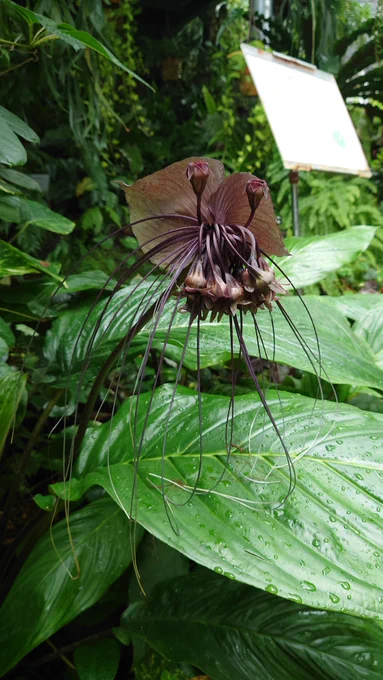 植物公園で見かけたこの花がクリーチャーに見えてしょうがない。