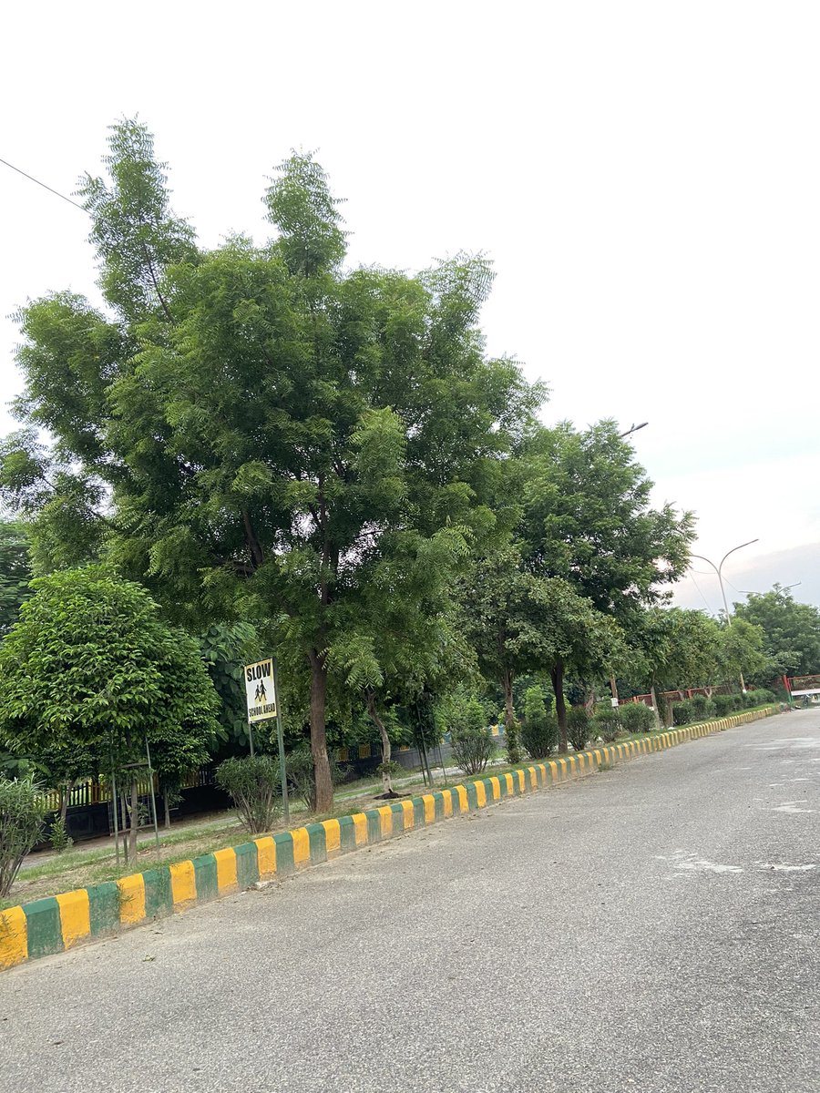 vipin3350's tweet photo. @noida_authority @myogiadityanath @CMOfficeUP @ChiefSecyUP @UPGovt @dr_maheshsharma @NandiGuptaBJP @PankajSinghBJP @CeoNoida @noida_authority @CeoNoida सेक्टर 100 ब्लॉक सी बड़ा पार्क 30 मी रोड पर पिछले 2 साल से एक भी पेड की छटाई नहीं हुई है कृपा करके पेडौ की छटाई कराये https://t.co/dueiZgrdxQ