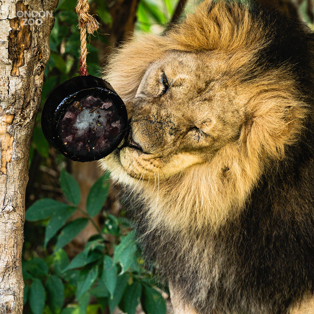 zsllondonzoo's tweet photo. There are only 600 Asiatic lions left in the wild. Corporate partners such as @LiontrustHeroes enable @OfficialZSL to care for our lions and support partners in India to safeguard these big cats in their last remaining wild habitat, the Gir Forest: https://t.co/rEztaqc2Ne https://t.co/ijC3iJnjlv