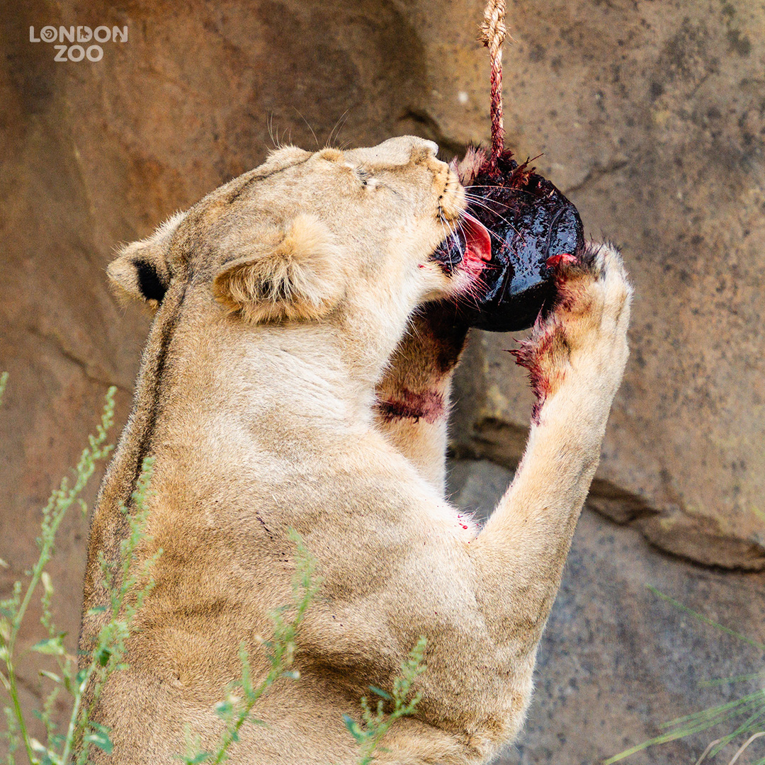 There are only 600 Asiatic lions left in the wild. Corporate partners such as @LiontrustHeroes enable @OfficialZSL to care for our lions and support partners in India to safeguard these big cats in their last remaining wild habitat, the Gir Forest: ow.ly/eujm50PK1aK