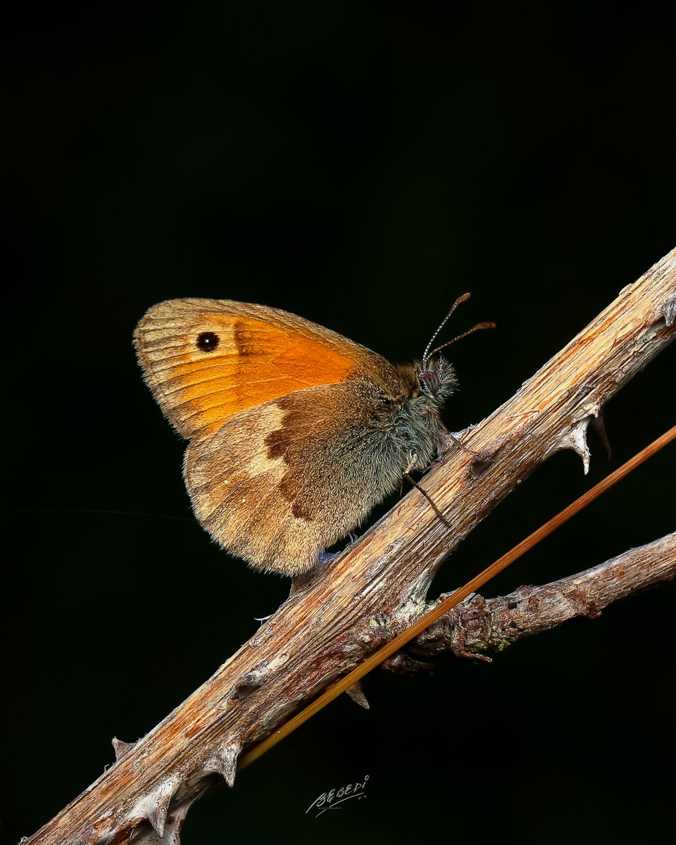 bebedi123's tweet photo. A #smallheath #butterfly taken at @nationaltrust #denbieshillside @SurreyWT taken with @CanonUKandIE #EOSR3 #EF100f28L #macro @WildlifeMag @BBCSpringwatch @natgeowild @DiscoveryUK @jessops #macrophotography #wildlifephotography #TwitterNatureCommunity @ukbutterflies https://t.co/Jm3XR9qgdn