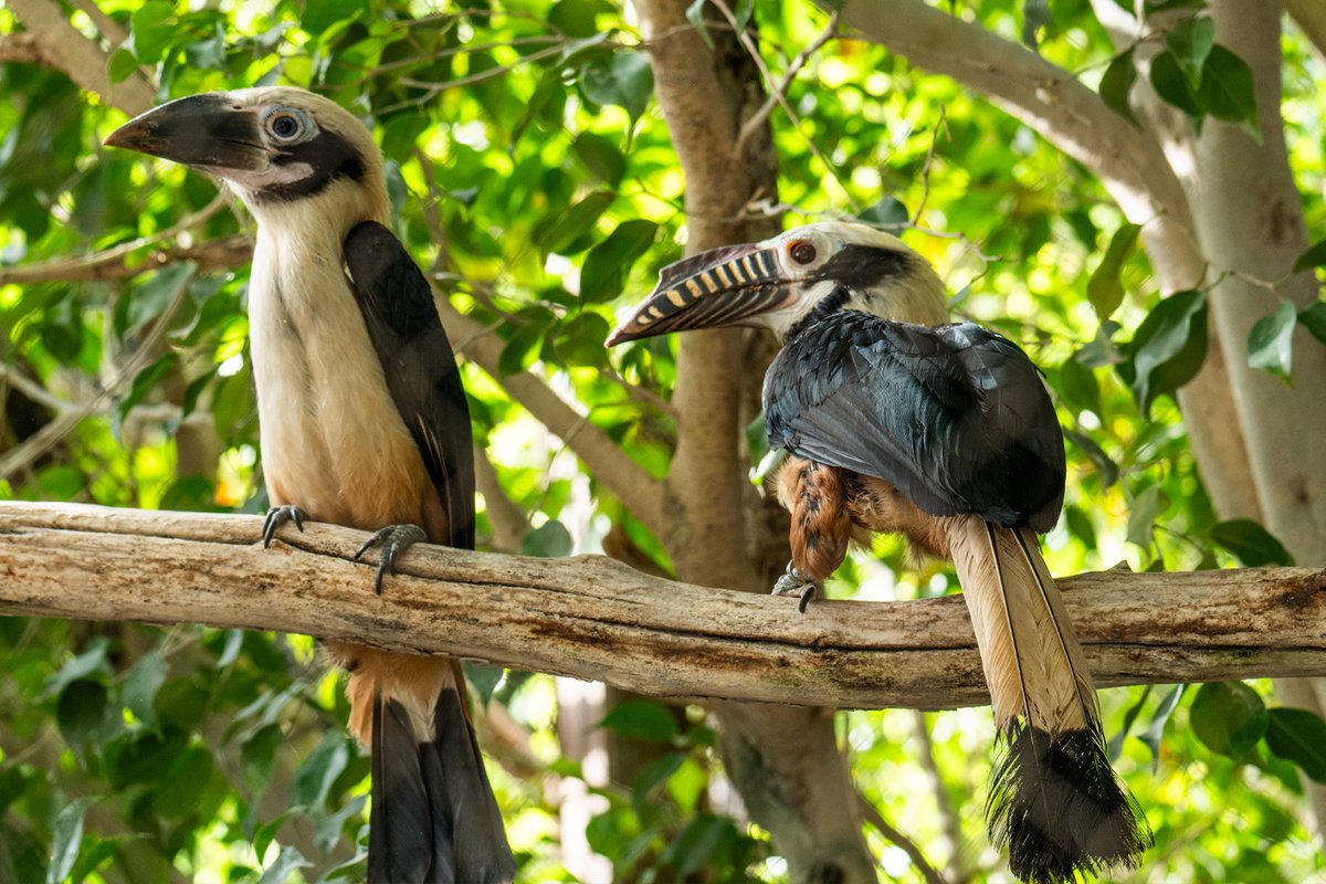 BioparcF's tweet photo. La semana pasada os anunciábamos el nacimiento de dos polluelos de #cálaoBisayas ¡Ya puedes verlos en el exterior! Tras unos dos meses en el nido, junto a su madre, la familia ya conviven 💚Todo ha ido estupendamente y como podrás ver, ¡casi tienen el tamaño de los padres! https://t.co/s3zPgfcKkg