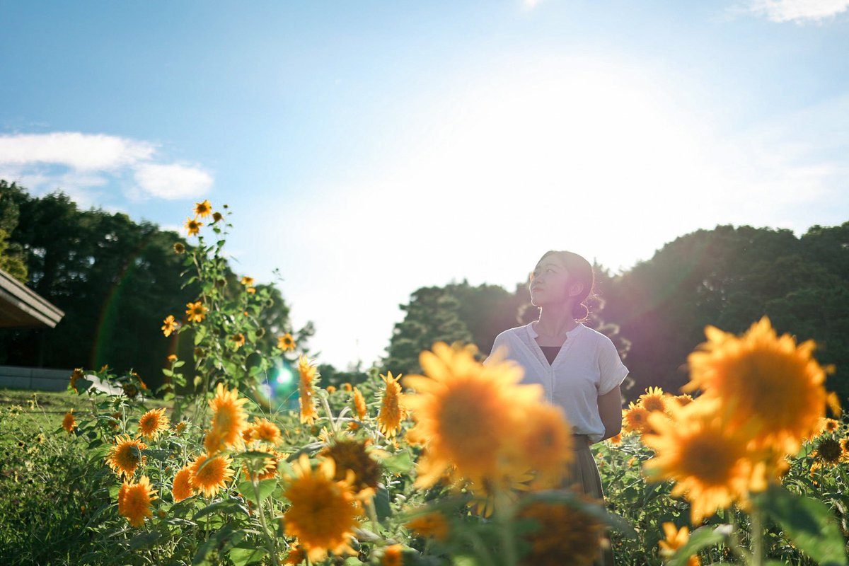 ayame__design's tweet photo. 素敵なお写真まだまだあるので載せちゃう！笑

この時期なのにまだぎりぎりひまわりの写真が撮れたよ〜🌻

残りはInstagramあげますね！カメラアカウントあるので、よければ見てね😌

https://t.co/U3zxeW9dZY https://t.co/XazY6kEcQQ