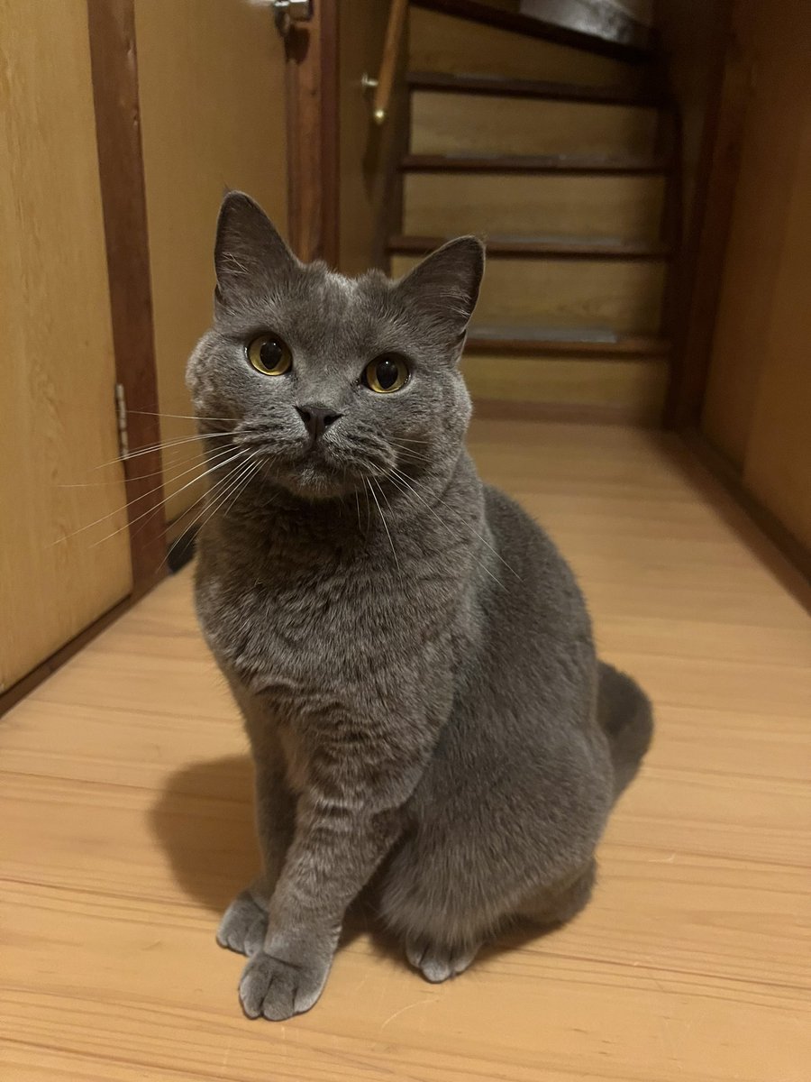 sukeyotafumi's tweet photo. 今日のお出迎え。 https://t.co/nMH0RUpqGv
