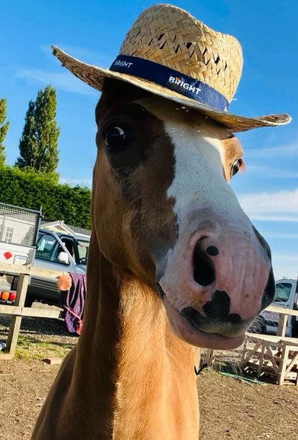 Happy Monday folks!!! ☀️🌽☀️

Our new model is loving the latest Bright Maize uniform. Ideal in this heat! 🐴🐴🐴

@MASSeeds #farming #Horses #MondayMotivation