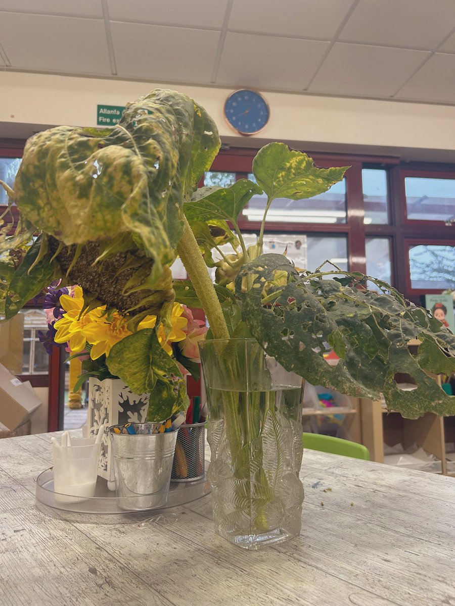 MissArthur_'s tweet photo. Our beautiful sunflowers have started to wilt, so we’ve brought them inside for some inspiration. We can’t wait to see what the children create 💛 https://t.co/kVSrIPM78U
