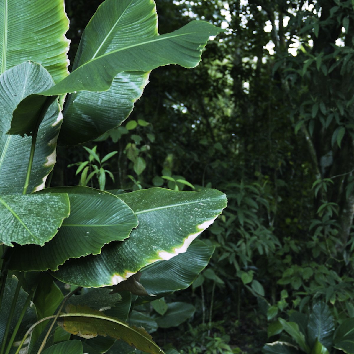 David Cuesta (@davidcuesta76) on Twitter photo Still from film made for ‘Remission’ by <a href="/uahonly/">uah</a>. Shot near Medellin. Works by David Cuesta will be shown <a href="/pocko_lab/">Pocko Artist Agency</a> London, N1 4NH, September 14th to October 6th. Private view 6-9pm Thursday September 14th with live music set by <a href="/uah/">usman haque</a>.only and film screening at 7pm. Still from film made for ‘Remission’ by <a href="/uahonly/">uah</a>. Shot near Medellin. Works by David Cuesta will be shown <a href="/pocko_lab/">Pocko Artist Agency</a> London, N1 4NH, September 14th to October 6th. Private view 6-9pm Thursday September 14th with live music set by <a href="/uah/">usman haque</a>.only and film screening at 7pm.