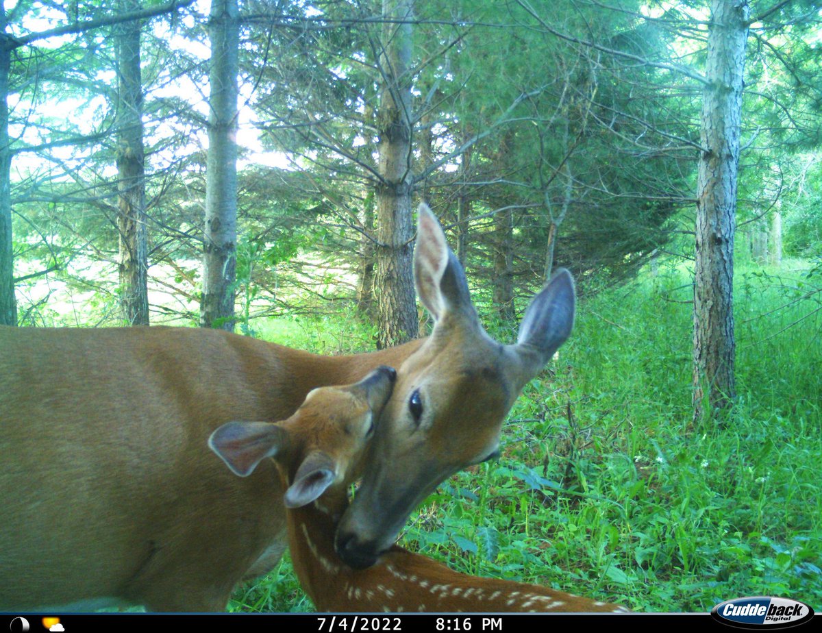 trailcam (@Trail_Cams) on Twitter photo 2023-09-11 11:09:54