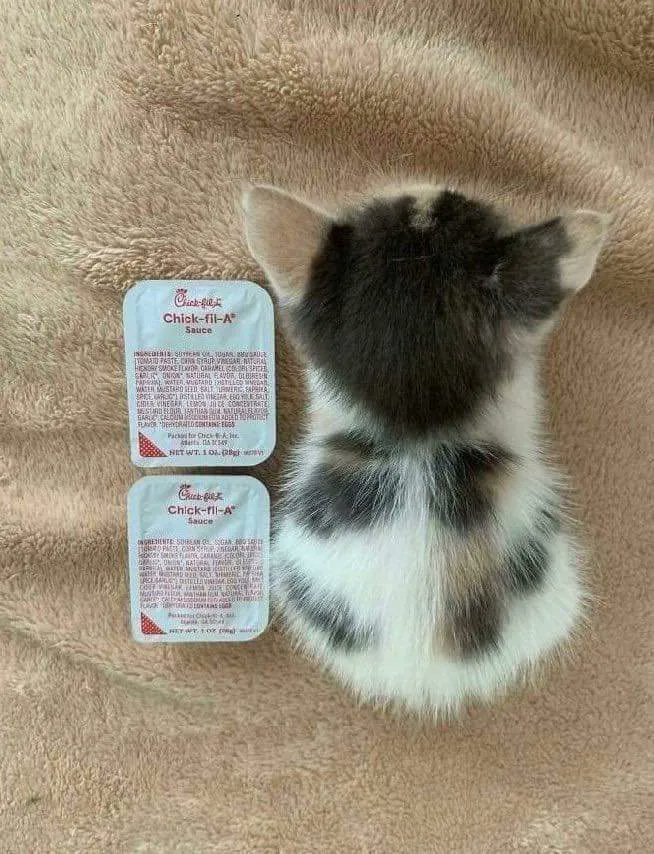 ShouldHaveCat's tweet photo. Went from 2 sauce long to 5 sauce long https://t.co/wm7rlRUQUo