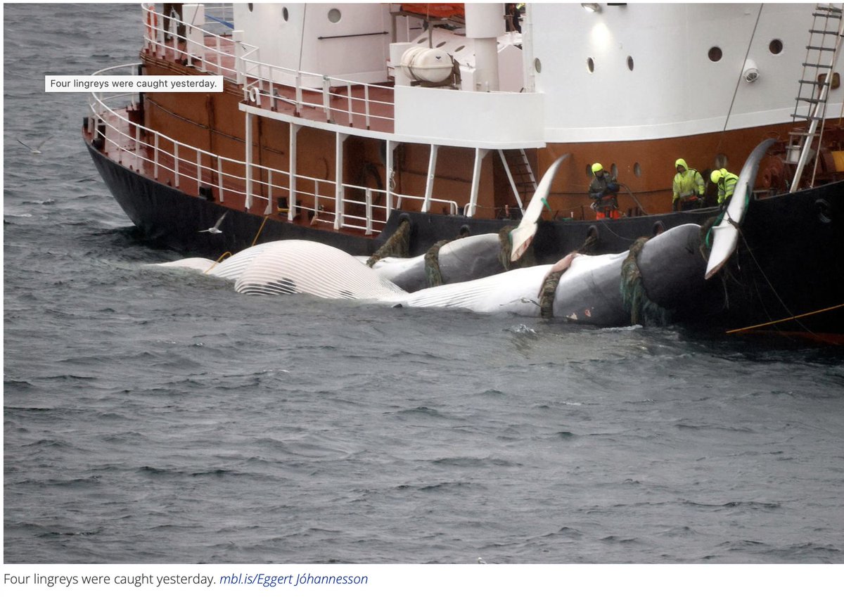 Erich Hoyt (@erichhoyt) on Twitter photo 4 more fin whales killed in the waters off #Iceland. Now 7 total. Substantial uncertainties if new welfare regs are followed. Investigations ongoing. Another sad day for globally Vulnerable fin #whales <a href="/whalesorg/">Whale and Dolphin Conservation (WDC)</a> <a href="/whales_org/">Whale & Dolphin Conservation (WDC)</a> <a href="/whalesorg_de/">Whale and Dolphin Conservation Deutschland</a> <a href="/CetaceanSociety/">Amer Cetacean Soc</a> <a href="/Defenders/">Defenders of Wildlife</a> <a href="/OceanCare/">OceanCare</a> 4 more fin whales killed in the waters off #Iceland. Now 7 total. Substantial uncertainties if new welfare regs are followed. Investigations ongoing. Another sad day for globally Vulnerable fin #whales <a href="/whalesorg/">Whale and Dolphin Conservation (WDC)</a> <a href="/whales_org/">Whale & Dolphin Conservation (WDC)</a> <a href="/whalesorg_de/">Whale and Dolphin Conservation Deutschland</a> <a href="/CetaceanSociety/">Amer Cetacean Soc</a> <a href="/Defenders/">Defenders of Wildlife</a> <a href="/OceanCare/">OceanCare</a>