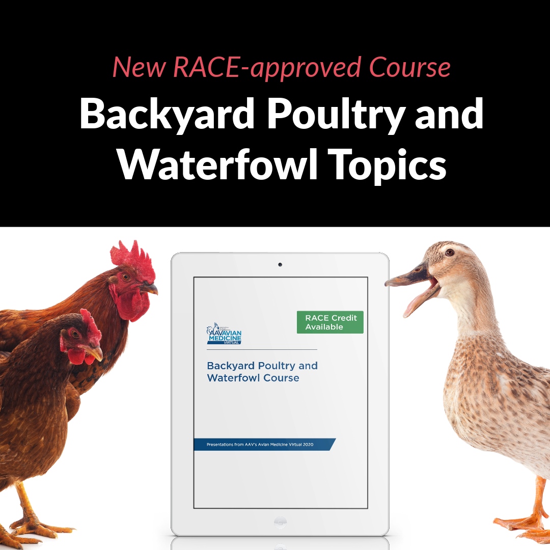 aavonline's tweet photo. The AAV Education Committee has put together a new Backyard Poultry and Waterfowl Topics RACE-approved course in the online portal. 
Members: Login now to check it out! 
https://t.co/gE8zA3glAJ

Not a Member of AAV? Join now at https://t.co/u6bsc3iFsV!
#aav #aavmember #avianvets https://t.co/a9SFip3p2O