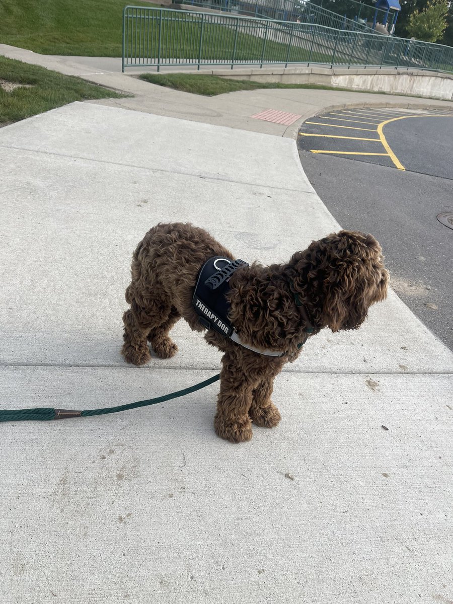 the_claww's tweet photo. Happy first day, Cooper! Welcome OH’s new therapy dog!!! We love him so much already! https://t.co/DcJLpFQede