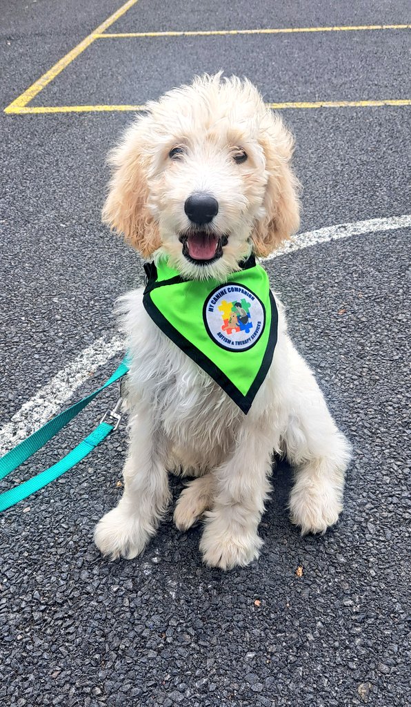 beaumontoffice's tweet photo. Seanie is excited for another week of school! 💙 🐶🏫@mycaninecompani https://t.co/kYyc0zVaWa
