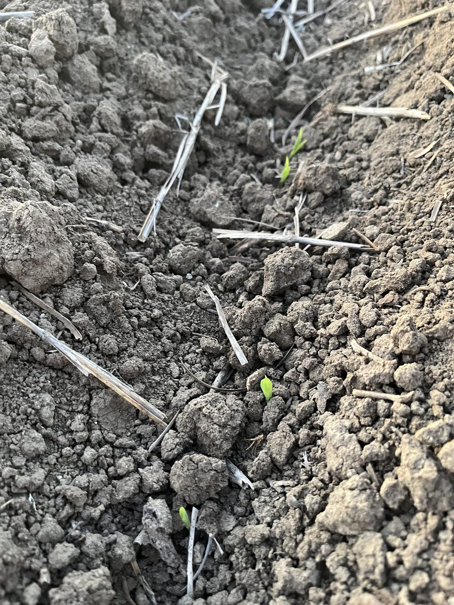 Looks like the first sorghum is coming up . Took 10 days though .