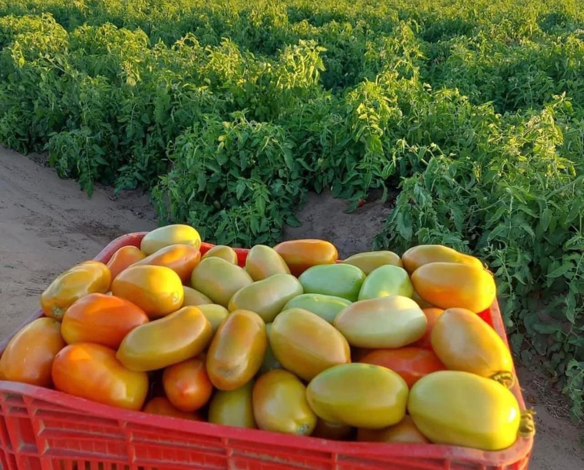 musse408's tweet photo. The high demand for fresh vegetables in our country 🇸🇴 is increasing day by day. If you are thinking of getting into farming, now may be the best time, our company Hecter Agri Tech is dedicated to helping you succeed in agriculture.

#LetsGo
#Somalifarming https://t.co/AtcZbO2rjV