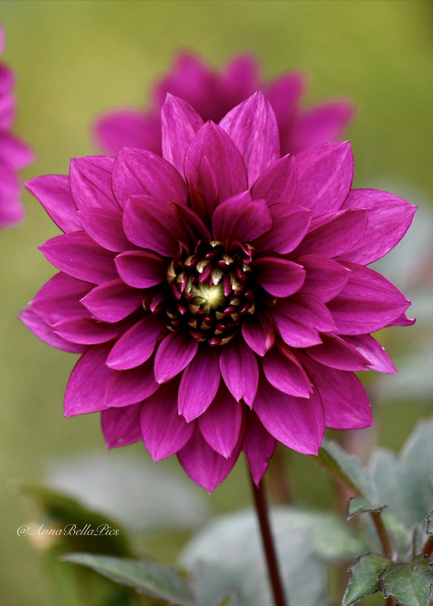 AnnaBellaPics's tweet photo. One of the toughest dahlias in the summer drought and looking a bit more magenta in the heat … dahlia ‘Purple Haze’🩷 #gardening #flowers https://t.co/XOegMHn0P6