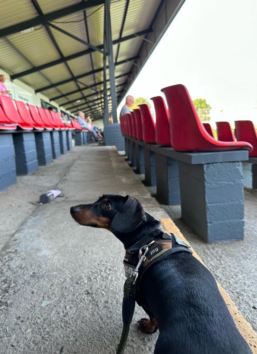 nonleaguedogs's tweet photo. Harper went to her first game @DarwenFC on Saturday. From her little smile in the first photo I’d say she enjoyed it 🥰 https://t.co/d35H8RdVlg