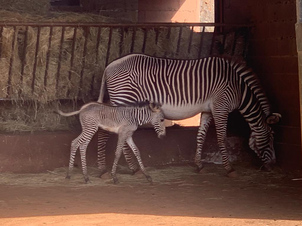 PCabarceno's tweet image. ¡Gran noticia!  🦓
Celebramos la llegada de una nueva vida, esta hermosa cría de Cebra Grevy nos llena de alegría, ya que cada nuevo nacimiento es un paso importante en la conservación de esta especie en peligro de extinción.

parquedecabarceno.com/animales/cebra…
#CabárcenoMásXDescubrir