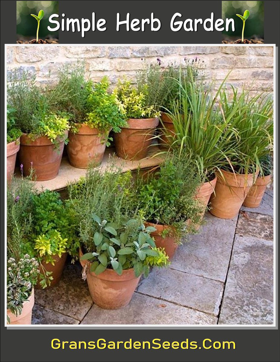 gransgardenseed's tweet photo. The wonderful world of herbs. I just love fresh herbs in my garden for cooking, to use as companion plants, to dry and package for friends and even place them in fresh flower arrangements for the dining table.  https://t.co/2c2JpVSW2v 
#HerbSeeds #annualplantseeds #gardenseeds https://t.co/1tJ2UN1ZST