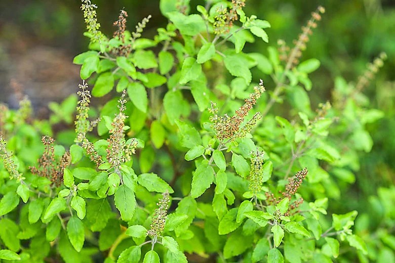 gransgardenseed's tweet photo. The wonderful world of herbs. I just love fresh herbs in my garden for cooking, to use as companion plants, to dry and package for friends and even place them in fresh flower arrangements for the dining table.  https://t.co/2c2JpVSW2v 
#HerbSeeds #annualplantseeds #gardenseeds https://t.co/1tJ2UN1ZST