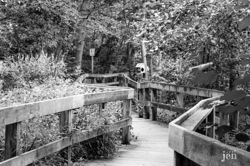 🤔Where will your journey to self-discovery take you?

#jenjustshoots #naturelover #pathway #naturephotography #landscape #landscapephotography #nature #forestphotography #woodlandphotography #blackandwhitephotography #blackandwhite #BWart #bnw #bnw_souls #bnwphotography #bnwlife