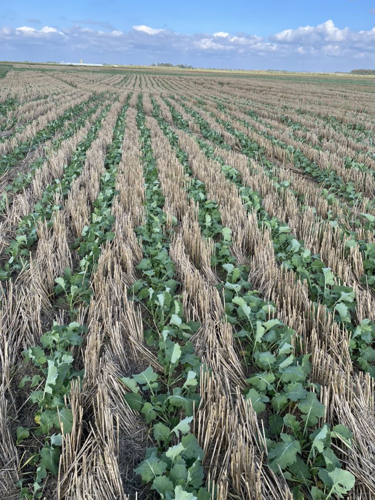 lucindasmith95's tweet image. If only it all looked like this 🙈 #OSR