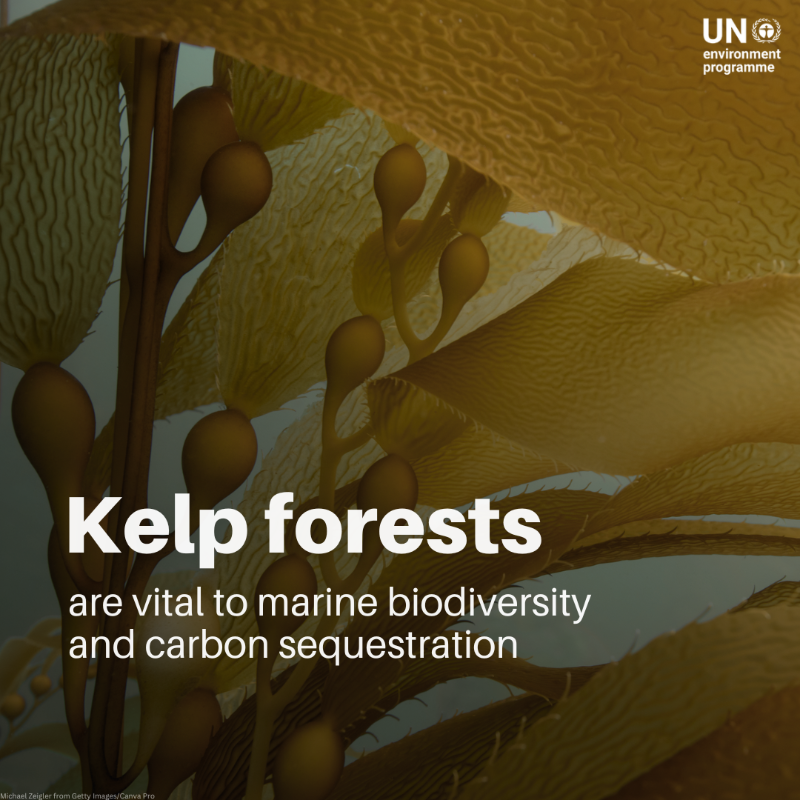 UNEP's tweet photo. Like rainforests, kelp forests act as the ocean's "lungs", absorbing CO₂ and releasing oxygen. However, they're under threat from overfishing, pollution, and changing ocean temperatures.

This UNEP report examines their status and provides restoration guidance.