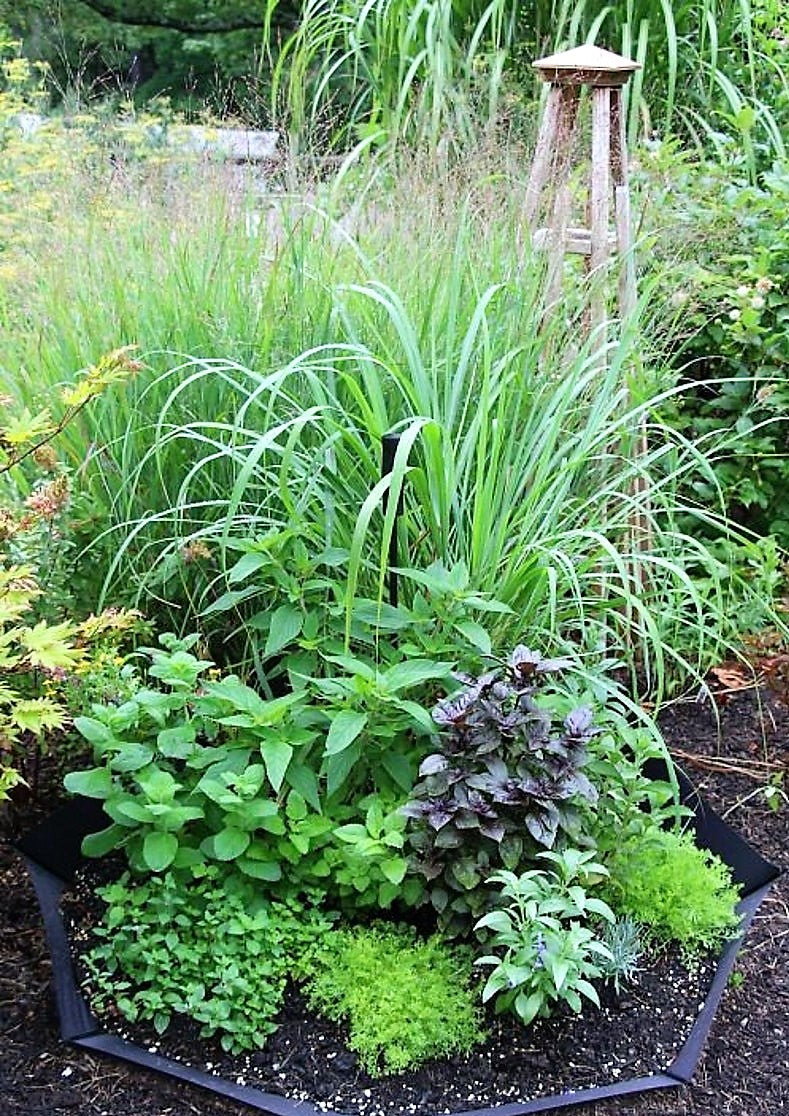 gransgardenseed's tweet photo. The wonderful world of herbs. I just love fresh herbs in my garden for cooking, to use as companion plants, to dry and package for friends and even place them in fresh flower arrangements for the dining table.  https://t.co/2c2JpVSW2v 
#HerbSeeds #annualplantseeds #gardenseeds https://t.co/1tJ2UN1ZST