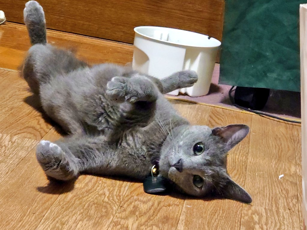 whiterabbit3410's tweet photo. 久しくルイくん画像あげてなかったので、寝っ転がりポーズฅ^•ω•^ฅ https://t.co/urXvY3fRw0