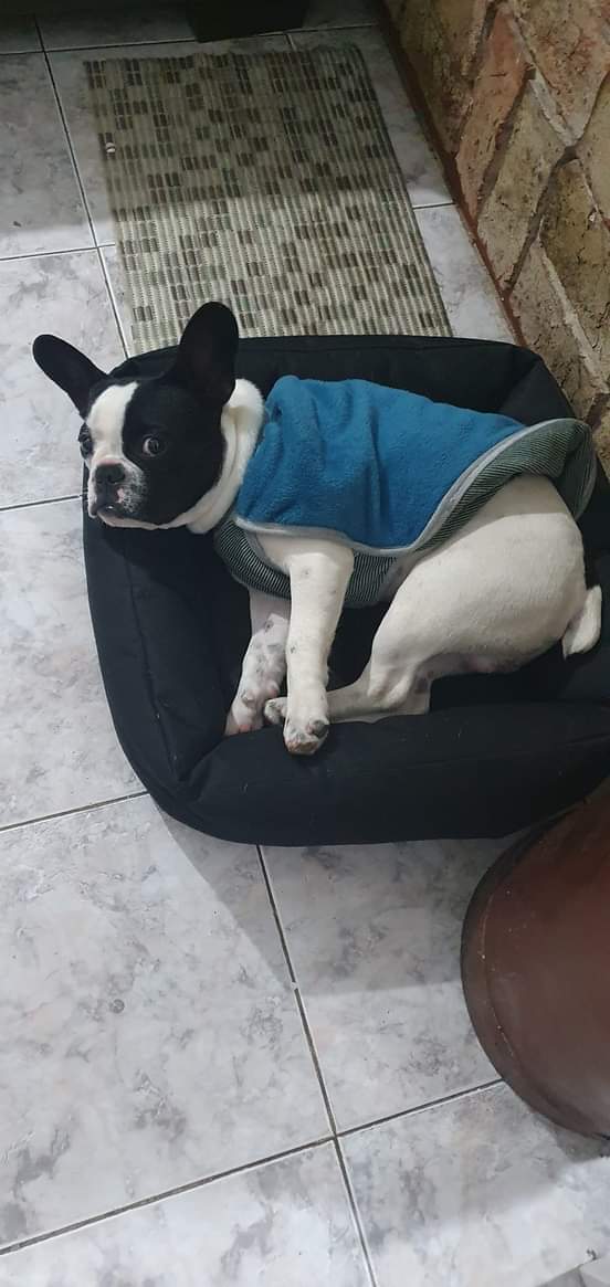 ROCHI FUE ROBADA EN AIRES PUROS ,PERO PUEDE ESTAR EN CUALQUIER OTRO BARRIO .
UNA NIÑA CON DIFICULTADES QUE EMPEORA SU SALUD ,LLORA POR ELLA .
094157263 .HAY RECOMPENSA 
MÓNICA ROLON.