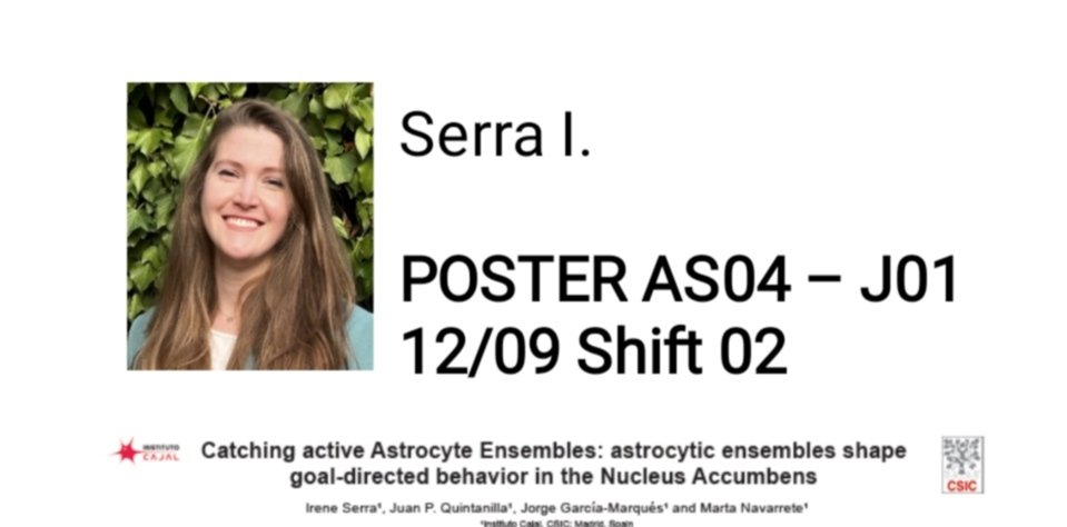 Irene Serra Hueto (@irene_ish) on Twitter photo After some intense days with <a href="/redglial/">redglial</a> <a href="/SENC_/">SENC</a> <a href="/IBROorg/">IBRO - International Brain Research Organization</a> the story goes on at <a href="/llinas_marta/">Marta Navarrete Llinás</a> lab💪 If you are curious about how specific astrocyte ensembles shape behavior, save the date for my poster J1 on Tuesday afternoon! See you! 😉🌟 After some intense days with <a href="/redglial/">redglial</a> <a href="/SENC_/">SENC</a> <a href="/IBROorg/">IBRO - International Brain Research Organization</a> the story goes on at <a href="/llinas_marta/">Marta Navarrete Llinás</a> lab💪 If you are curious about how specific astrocyte ensembles shape behavior, save the date for my poster J1 on Tuesday afternoon! See you! 😉🌟