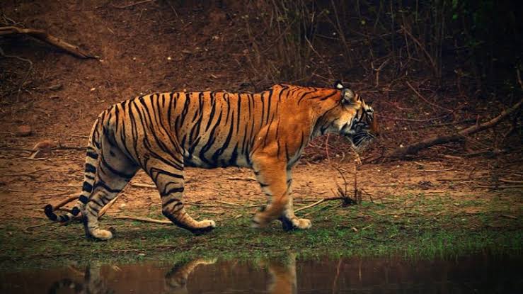ParkRanthambor's tweet photo. Explore Wildlife of Ranthambore National park 
https://t.co/UIWMypoZ0R https://t.co/uJ6anJnfvM
