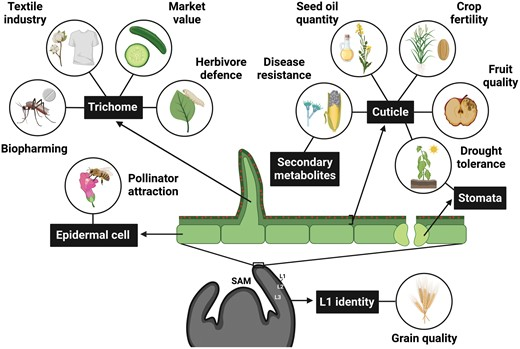 Justin Lashbrooke (@jstnlshbrk) on Twitter photo Congratulations to Jenna Jolliffe, publishing her PhD literature review in <a href="/JXBot/">JXB @jxbotany.bsky.social</a>
"Beyond skin-deep: targeting the plant surface for crop improvement"
academic.oup.com/jxb/advance-ar… Congratulations to Jenna Jolliffe, publishing her PhD literature review in <a href="/JXBot/">JXB @jxbotany.bsky.social</a>
"Beyond skin-deep: targeting the plant surface for crop improvement"
academic.oup.com/jxb/advance-ar…