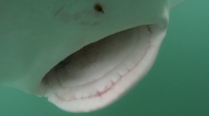 Is this what you thought the mouth of a #shark looks like?

This is the mouth of a #coppershark. Their teeth only become exposed when they are biting onto something, like a fish! 🐟 

Come face to face with these curious creatures when you cage dive with #CapeSharkAdventures! 🦈
