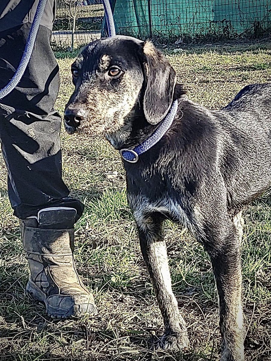 pattyfra1's tweet photo. LOMBARDIA: Rifugio ad Uboldo (Va) Saronno

🆘PIPPO È ANCORA LÌ AD ASPETTARE UNA FAMIGLIA🆘
1 anno buono, allegro, socievole
ADATTO A TUTTI❤️
⏩️INFO/CONTATTI nel box scritto ⤵️
#pippo #canicercacasa 
🙏🆘🏡🐾🙏🆘🏡🐾🙏🆘🏡🐾❤️ https://t.co/75EM8P2GwQ