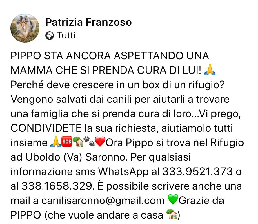 pattyfra1's tweet photo. LOMBARDIA: Rifugio ad Uboldo (Va) Saronno

🆘PIPPO È ANCORA LÌ AD ASPETTARE UNA FAMIGLIA🆘
1 anno buono, allegro, socievole
ADATTO A TUTTI❤️
⏩️INFO/CONTATTI nel box scritto ⤵️
#pippo #canicercacasa 
🙏🆘🏡🐾🙏🆘🏡🐾🙏🆘🏡🐾❤️ https://t.co/75EM8P2GwQ