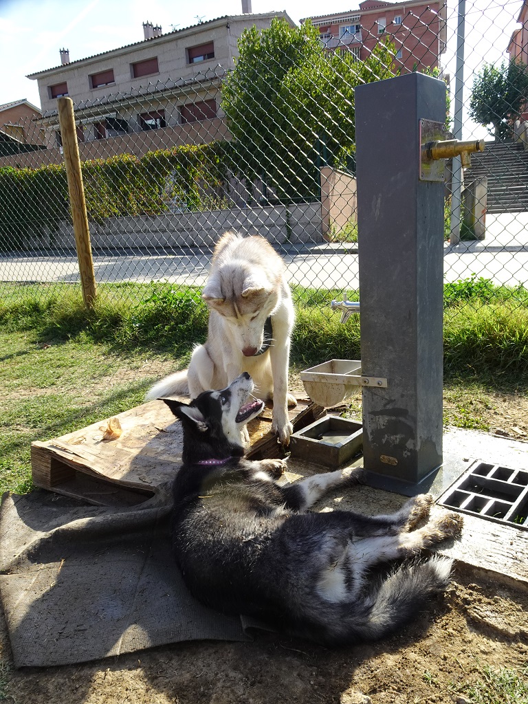 FelixtHart1's tweet photo. El #huskySnowy fent amics! 😊🐶@AlfredRPico @angelgalanmont @canondale01 @Angelprivate_ @jmpicasprat @immaps @DelfinaMonfort @monfort_xavi @SirokamiHusky @Yolandagverd @PlanellsPuig #meteogos #amidogs #Montseny #huskytwitter #huskysiberiano #FelizLunes #FelicDiada https://t.co/bE1FhQJqc9