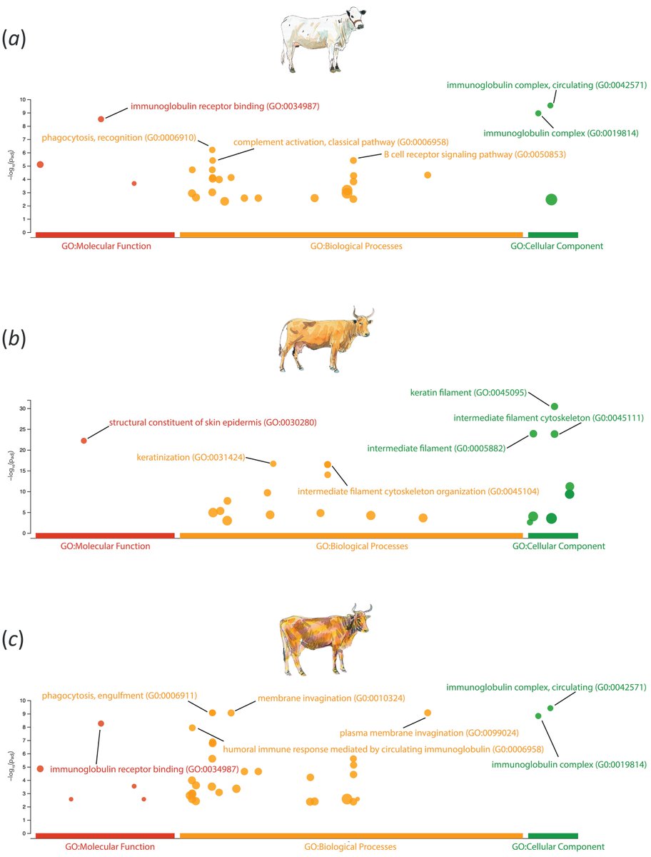 Our new cattle #PopulationGenomics <a href="/biorxiv_genomic/">bioRxiv Genomics</a> preprint. Great work @akw_j &amp; <a href="/ngangasaid/">Ismael Ng'ang'a</a>. Support <a href="/GenomicsCRT/">Genomics Data Science - SFI CRT</a>, <a href="/ucdagfood/">UCD School Ag & Food</a>, <a href="/UCD_Conway/">UCD Conway Institute</a>, <a href="/UCD_Research/">UCD Research</a>

Genomic insights into the population history and adaptive traits of Latin American Criollo cattle biorxiv.org/content/10.110…