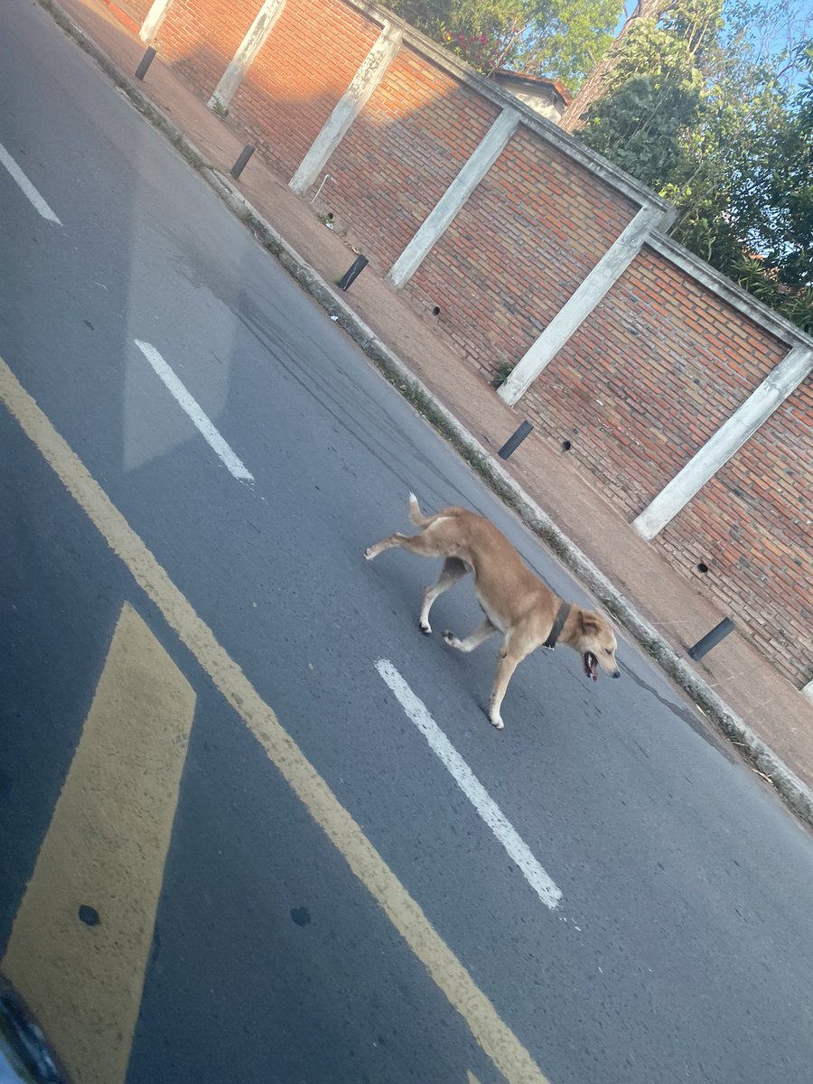 tatichase's tweet photo. Perrito que parece perdido. Sobre Venezuela zona colegio SIL. 
Rt hasta sus dueños porfa https://t.co/AvFXZUXaxV