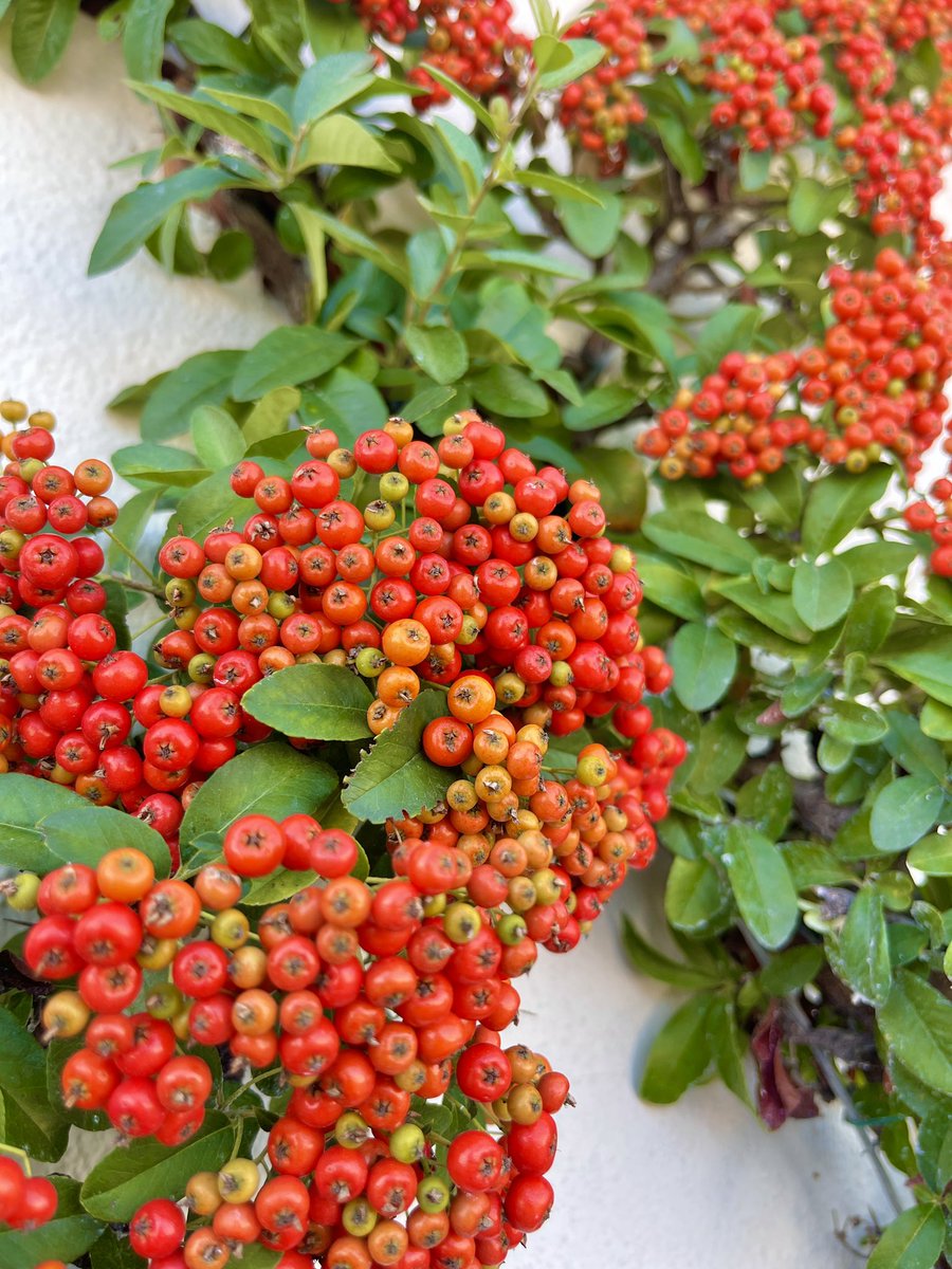 kevincorke's tweet image. “The Lord gives perfect peace to those whose faith is firm.”
Isaiah 26:3

Now have a great week and go do the very best you can! ☺️#MondayMusings