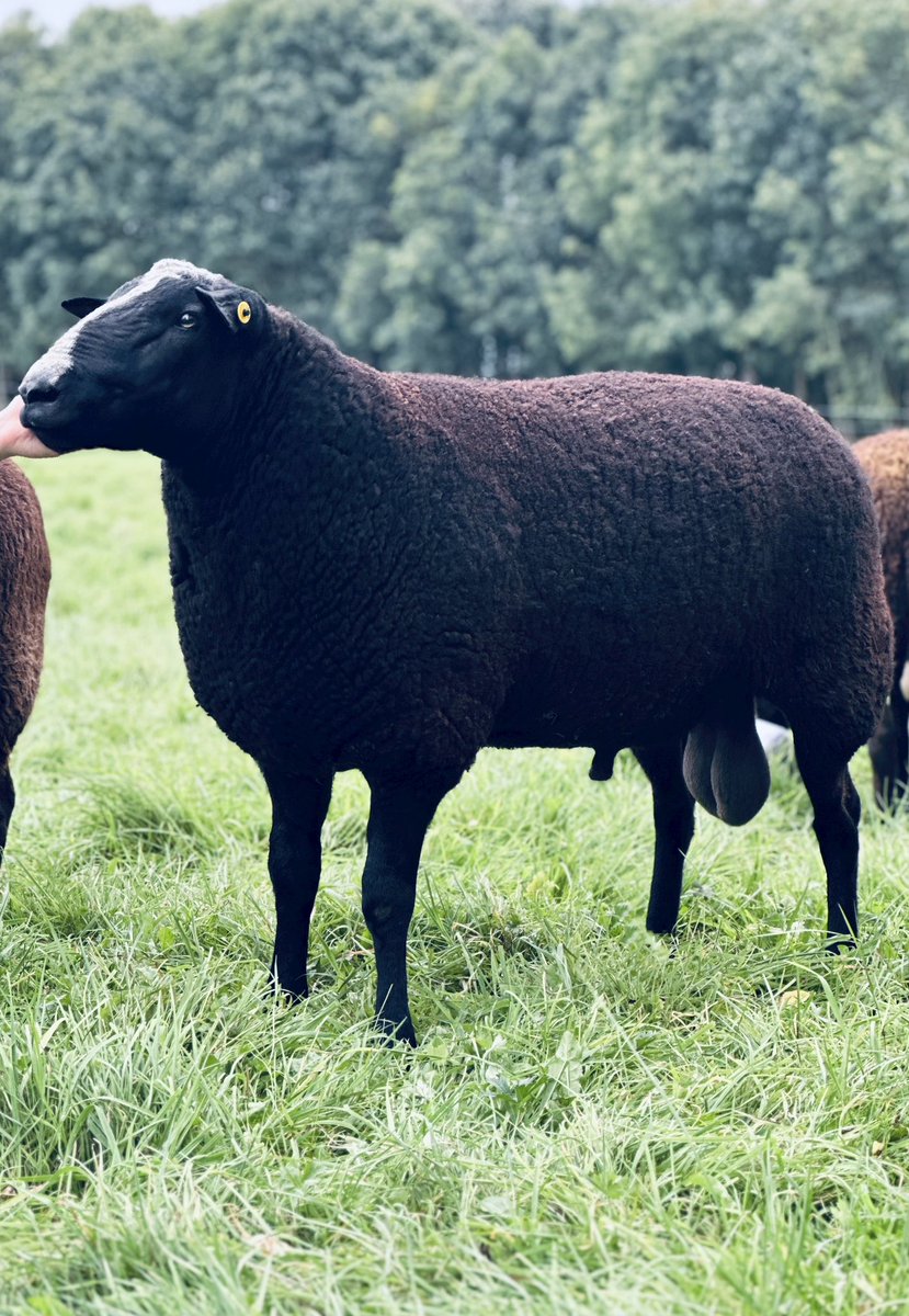 ZwartblesUK's tweet photo. New stock ram Wallridge Moor Kraken, a gentle giant with tremendous length and introducing new bloodlines into our flock, we look forward to his lambs next year🤞#Zwartbles #RoscallieSheep #Ram https://t.co/lqBXqVQwwT