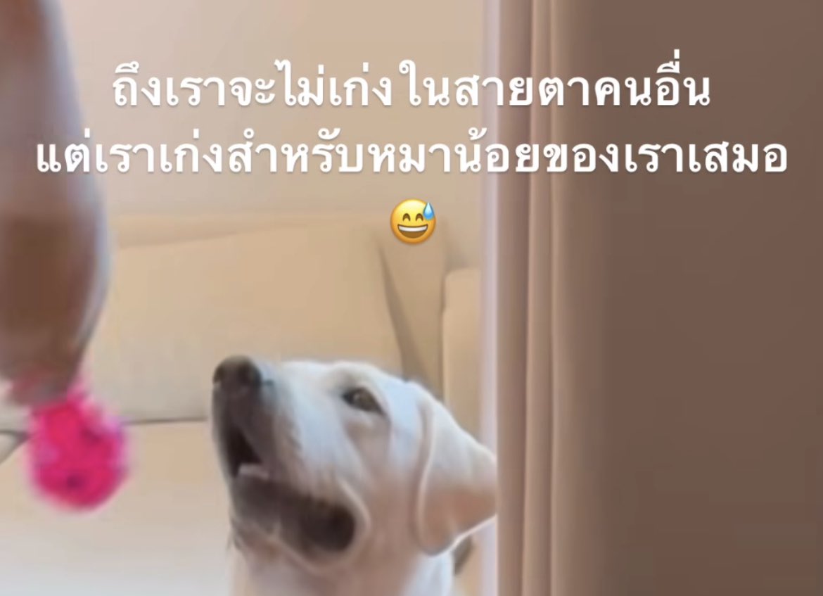 หมาดำตัวนี้ยังหวังดีกับเธอเสมอ tweet media