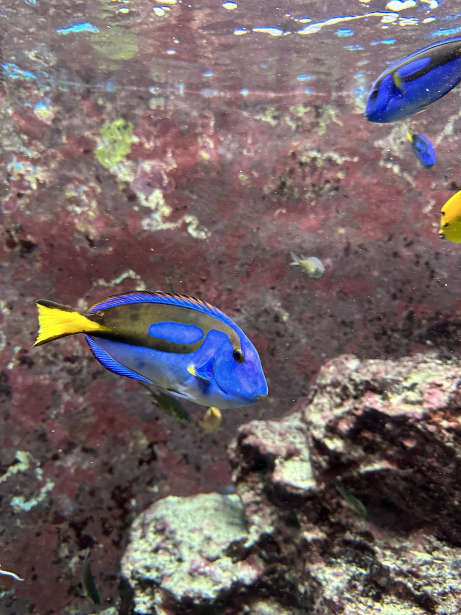 ドリーやんってこの魚見て言うたら前の人にみんなドリーって言うやんって言われた。だってドリーやん。
知識なくてごめんなさい。